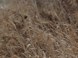  CU R/F PAN Dry grass waving in wind / Greensboro, Vermont, United States Stock Footage