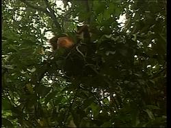 Effect of pollution on orangutans in wildlife park News Clip