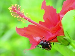 Beetle eating red flower Stock Footage