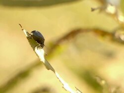 CU Shot of North American Willow Leaf Beetles (Chrysomela aeneicollis) inhabit vegetation found of shores of Lake Michigan / Gulliver, Michigan, United States  Stock Footage