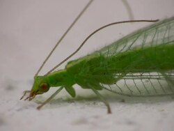 Green Fly Stock Footage