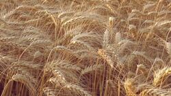 Wheat crops Stock Footage