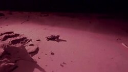 Baby turtles on beach at night time News Clip