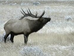 MS Shot of large bull elk bugling AUDIO / Estes Park, Colorado, United States Stock Footage