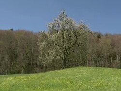 landscape and tree changing seasons from early spring to fresh green and blooming pear tree Stock Footage