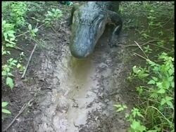 CU Alligator crawling across muddy ground, top view, Brazos Bend State Park, Texas, USA Stock Footage