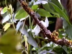 T/L Dipteryx seedling growth, natural background, Panama. Stock Footage