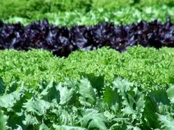 MS Field of salad plants in line  / Koblenz, Rhineland-Palatinate, Germany Stock Footage