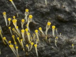 T/L dung fungi (Pilobolus sp.) on cow dung take 3, UK Stock Footage