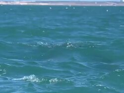 MS ZI Shot of dolphins swimming in ocean / Port Elizabeth, Eastern Cape, South Africa Stock Footage