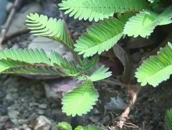 Mimosa leafs retracting Stock Footage