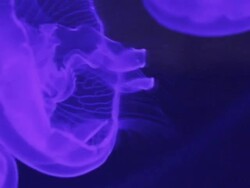 Small Jellyfish Stock Footage
