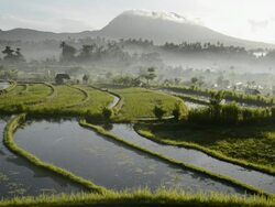 WS View of rice fields at sunrise / Tirta Ganga, Indonesia  Stock Footage