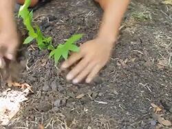 Dolly: Planting a tree Stock Footage