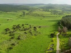 Aerial flight over flock of sheep running together, Negev, Israel Stock Footage