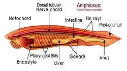 Biological Classification - The Chordata Instructional Video