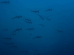 Hammerhead sharks above, Costa Rica, Pacific Ocean  Stock Footage