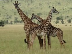 3 Maasai Giraffes  (Giraffa camelopardalis tippelskirchi) standing in savana Stock Footage