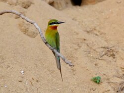 Blue-tailed bee-eater (Merops philippinus) Stock Footage