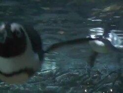 Penguins Stock Footage