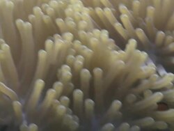 Amphiprion ocellaris - clown anemonefish in anemone - defense behaviour. Alsot three spot domino fish (Dascyllus trimaculatus)  Stock Footage