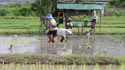 Rice cultivation Stock Footage