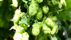 Hops, close up Stock Footage