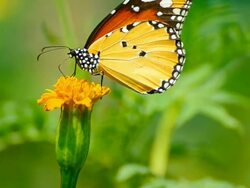 Monarch Butterfly Stock Footage