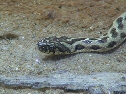 snake breathing Stock Footage