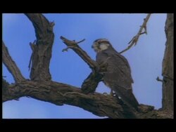 Bird of Prey - sitting on branch of dead tree, blue sky background Stock Footage