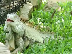 Big iguana close-up Stock Footage