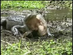 Alligator biting into Terrapin then holding in mouth, Brazos Bend State Park, Texas, USA Stock Footage