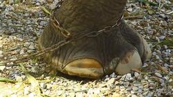 Asia elephant's foot chained Stock Footage