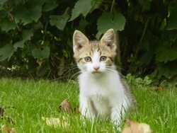 HD: Kitten Playing In Grass Stock Footage