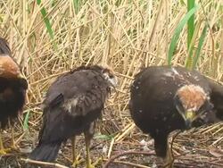 Marsh Harrier Flying Towards Camera Stock Footage