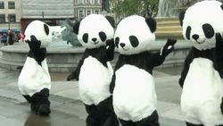 Activists do tai chi dressed as pandas to raise awareness about endangered animal News Clip