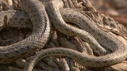 Snakes coil around each other. Stock Footage
