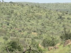 African Bush Elephants (Loxodonta africana) browsing and walking through wooded landscape, pan across and back, Kenya, Africa Stock Footage
