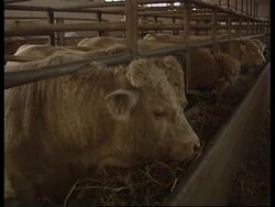 ITALY: UN CALLS FOR STRONGER PROTECTION AGAINST BSE Instructional Video