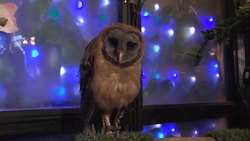 Customers have a hoot in owl cafe Instructional Video