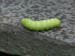 MS Bright green grub worm is on stone ledge / Chapel Hill, North Carolina, United States Stock Footage