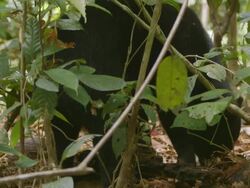 MS Sun bear foraging on forest floor / Sandakan, Sabah, Malaysia Stock Footage
