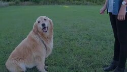 Shake a Paw Stock Footage