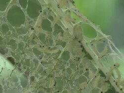 group feeding behavior of the milkweed tussock moth caterpillar  Stock Footage