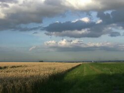 PAL:Summer meadow Stock Footage