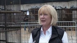 Animal campaign group announces Peru is free of animals held for use in circus performances News Clip