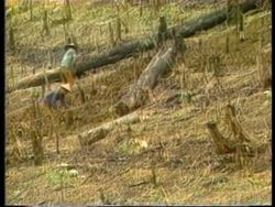Various - Increased threat to rain forests Instructional Video