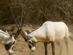 MS SLO MO Shot of two Arabian oryx (Oryx leucoryx) fighting with butting heads and horns clashing / Yotvata, Arava,Negev Desert, Israel Stock Footage