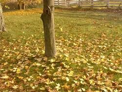 MS Shot of orange leaves / Ann Arbor, Michigan, United States Stock Footage