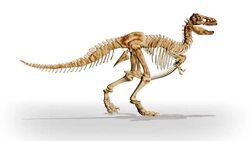 An animated T-Rex skeleton walks along a white surface. Stock Footage